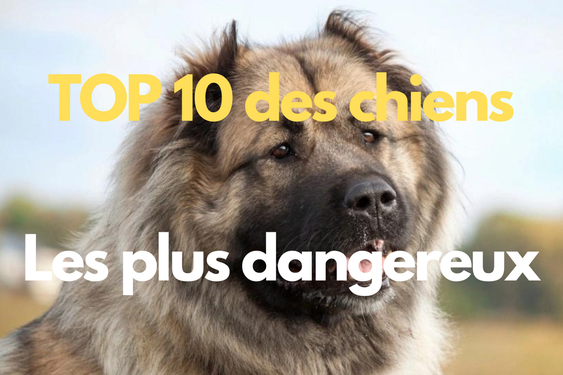 TOP 10 chiens dangereux