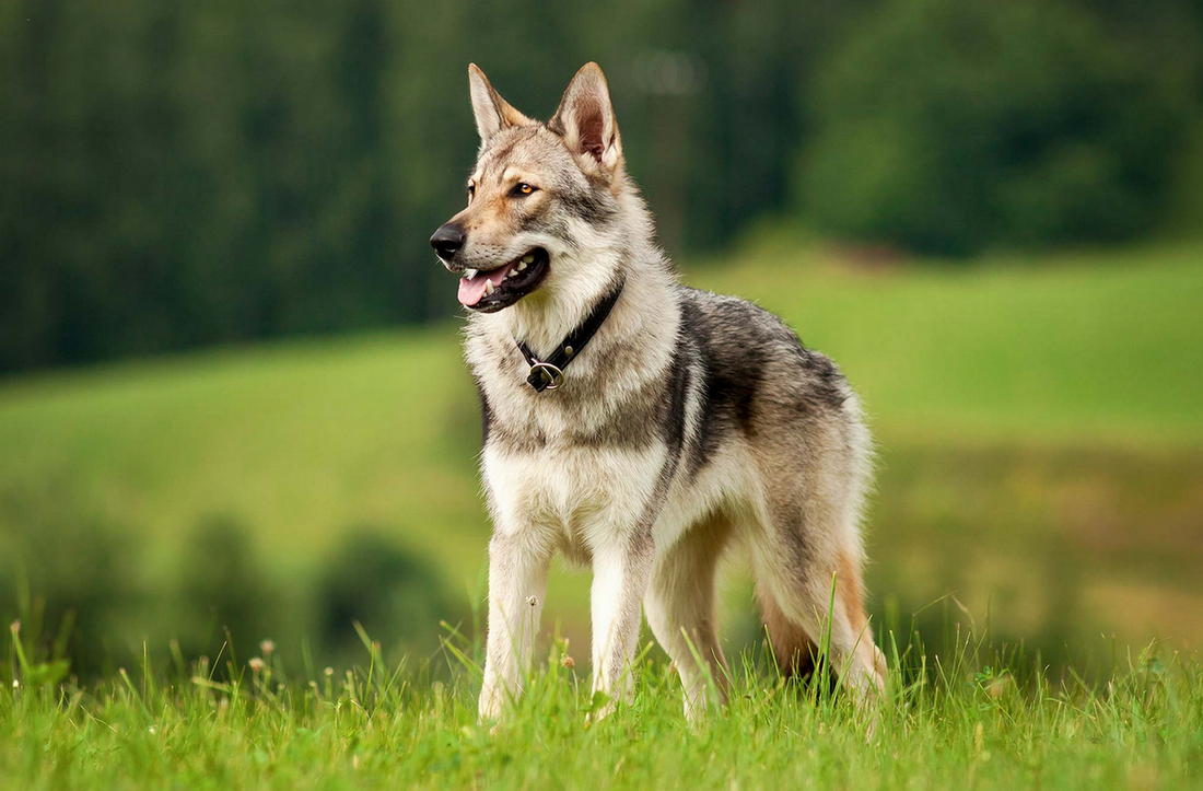 Mon chien devient agressif : solutions concrètes pour réagir vite