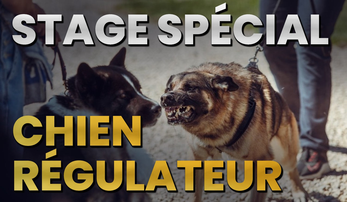STAGE CHIEN REGULATEUR MINIA.jpg__PID:701f6ac5-5268-4972-863c-af4760f0ad32