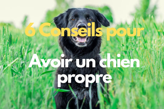 6 conseils pour apprendre la propreté à son chien