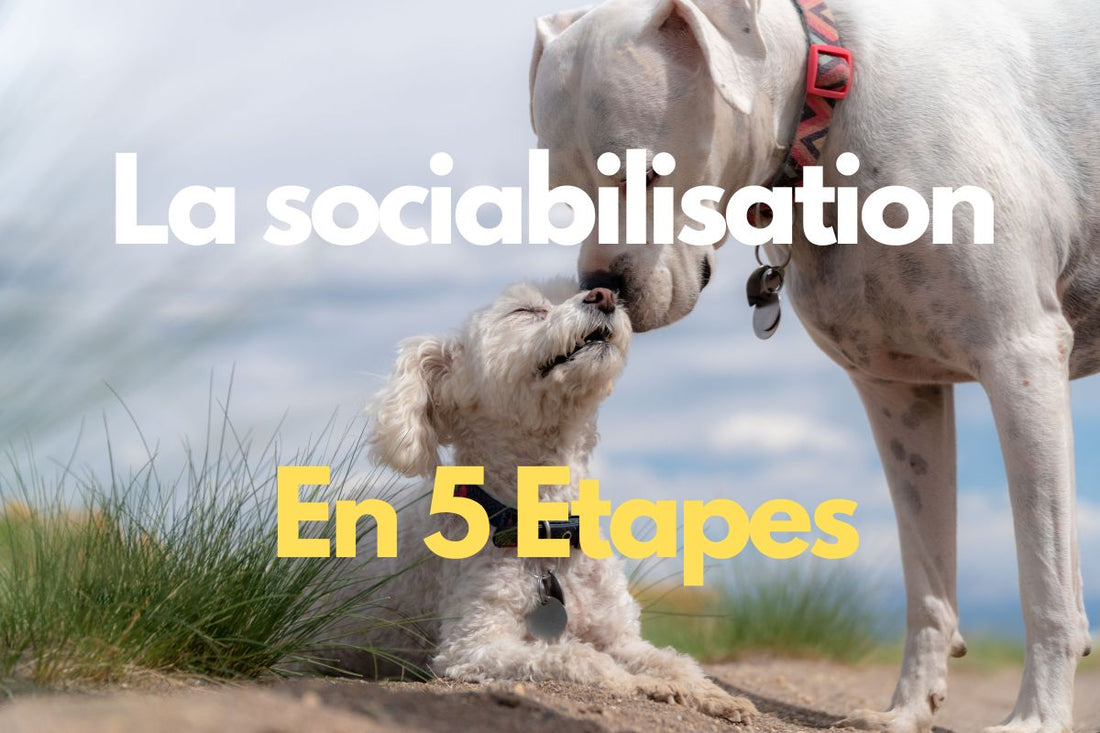 5 étapes pour sociabiliser votre chien