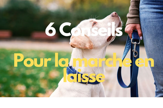 6 conseils enseigner à votre chien à marcher en laisse