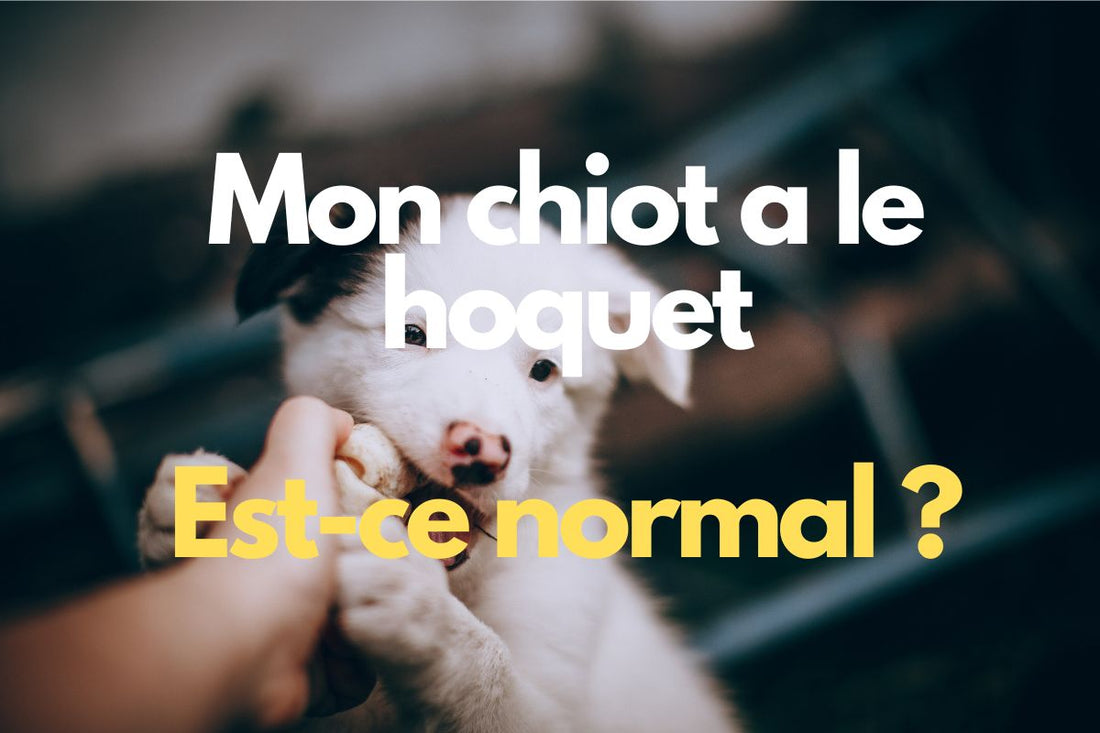 Mon chiot a le hoquet : est-ce normal ?