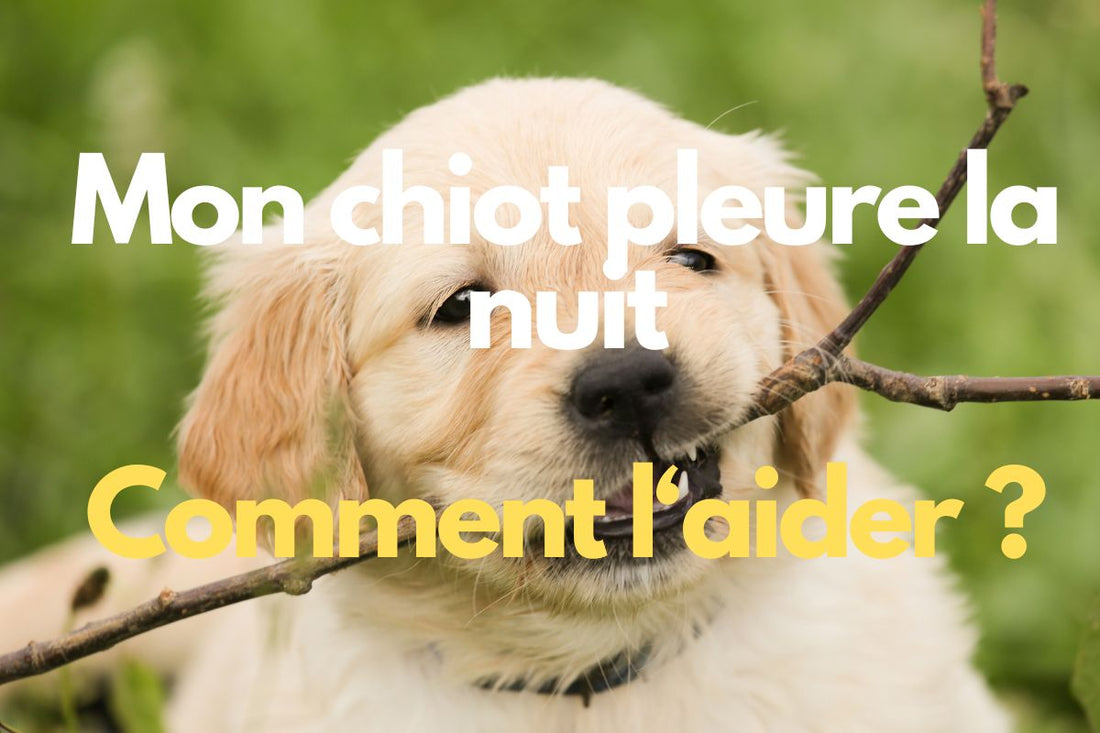 Mon chiot pleure la nuit : que faire, et comment l’aider à s’endormir tranquillement ?