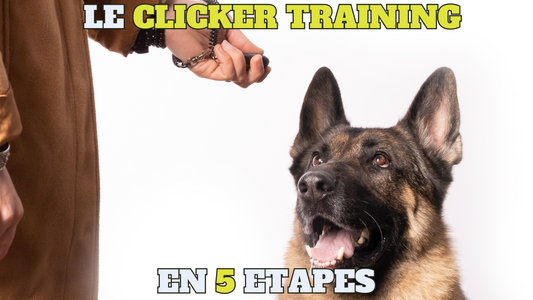 Le clicker Training en 5 étapes !