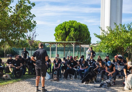 Formation Éducateur Canin prix : Guide Complet de 2025