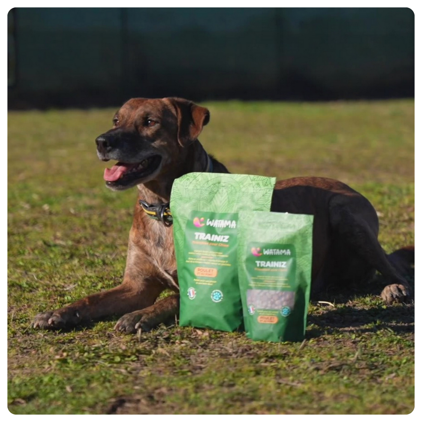 Friandises Pour Chien Premium - Les Trainiz Par Watama